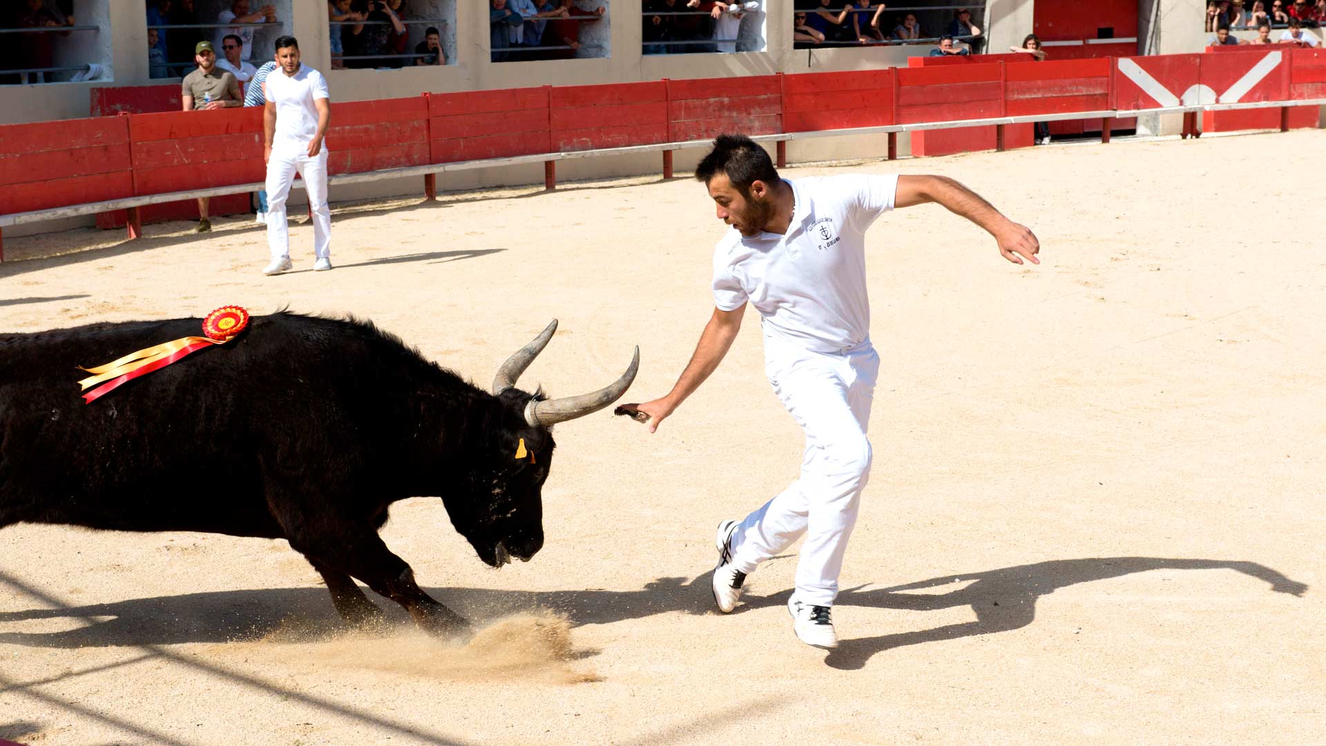 Course camarguaise